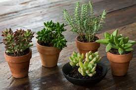 Maybe you would like to learn more about one of these? Succulents Explained How To Identify And Grow 12 Favorites Gardenista