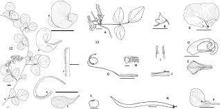 Image result for Wajira grahamiana