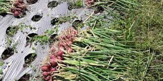 Namun, dengan dibudidayakan secara intensif, hasilnya bisa lebih maksimal. Tips Tanam Bawang Merah Di Rumah Bisa Untuk Bumbu Dapur Halaman All Kompas Com