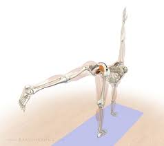This Blog Post Continues The Theme Of Balancing The Pelvis In Yoga Asanas Our Last Post Focused On Using The Adductor M Yoga Anatomy Yoga Muscles Yoga Asanas