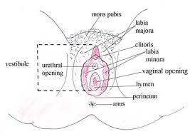 The pubic area of females is located between the two groins. Antenatal Care Module 3 Anatomy And Physiology Of The Female Reproductive System View As Single Page