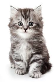 Résultat de recherche d'images pour 'chaton'