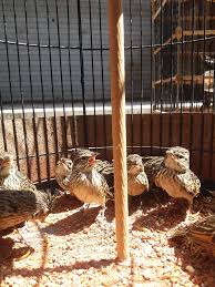 Cara gampang mencari artikel omkicau.com, klik di sini. Burung Branjangan Parva Jantan Gambar Burung