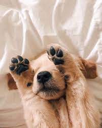 2020 Wallpapers Best Wallpapers Collection Iphone Wallpapers Backgrounds Cute Animals Cute Baby Animals Cute Funny Animals