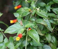 Photo Of The Entire Plant Of Candy Corn Vine Manettia Luteorubra Posted By Robertduval14 All Things Plants Corn Plant Care Corn Plant Plants