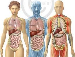 Anatomie Innere Organe Von Mann Und Frau Von Vorn Anatomie Korper Anatomie Organe Menschlicher Korper Anatomie
