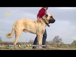 Dogo Arjantin Kopeklerde Egzama Ve Alerji Youtube