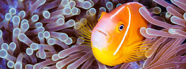 Dia mundial dos oceanos | 2021. Dia Mundial De Los Oceanos Naciones Unidas