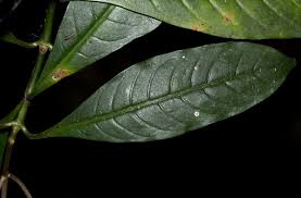 Image result for Chassalia parvifolia