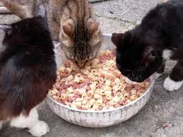 Maybe you would like to learn more about one of these? Il Gatto Puo Mangiare Cibo Umano Rischi E Benefici Di Alcuni Alimenti