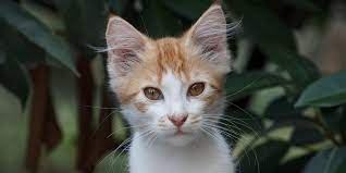 Neutering Your Cat International Cat Care