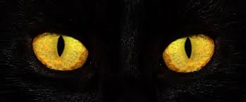 Here's a guide to help sorting the different cat's eye marbles that were. A Cat S Eyes Reflect More Than The Light The Contemporary Pet Everything Today S Pet Owners Need To Create The Lives Their Pets Deserve
