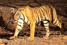 Tiger In Ranthambhore Bengal Tiger Wikipedia Bengal Tiger Fun Facts About Animals Tiger Conservation