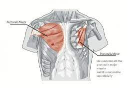 And usually take the bar down to below the pectoral keeping their upper arms much closer to the body, whereas. Chest Muscles Anatomy Bodybuilding Wizard
