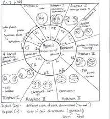 Comparing Mitosis And Meiosis Worksheet Name Instructions Doc Teaching Biology Biology Lessons Science Cells
