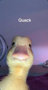 Pin By ă N G ĕ Lˡⁱˣ L ȋ S ȃ On I Will Be Back In 2021 Duck Wallpaper Duck Photo Cute Ducklings