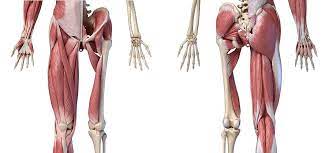 The quadriceps group of four muscles. Hip Muscles The Definitive Guide Biology Dictionary