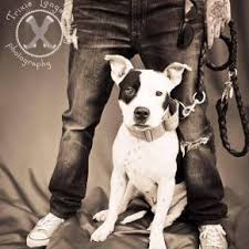 Maybe you would like to learn more about one of these? Adopt Some Luv Luvable Dog Rescue