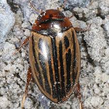 We did not find results for: Diving Beetle Facts Information 2021 Dytiscidae Pond Informer
