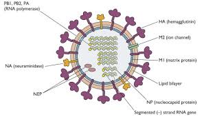 Upload a structure file or draw using a molecule editor. Structure Of Influenza Virus