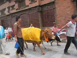 Image result for gai jatra