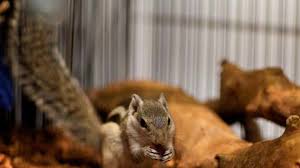 Presentation of your triangle rewards card or program credit card or scanning of the program app may be required. Squirrels On Sale Trendy Pets Or Just A Little Nuts