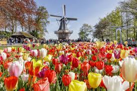 Kini industri nasional mulai mencari pasar pengganti. Taman Bunga Keukenhof Ranjang Tulip Terbesar Sedunia