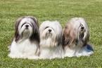 15 Long-Haired Dog Breeds That Anyone Would Envy