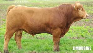 Maybe you would like to learn more about one of these? 10 Jenis Baka Lembu Terbaik 10 Jenis Nurseri Kota Lama Facebook