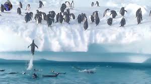 Penguen Videolari Penguin Videos Panosundaki Pin