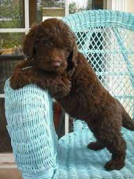 Chocolate Mini Labradoodle Labradoodle Cute Animals Chocolate Labradoodle