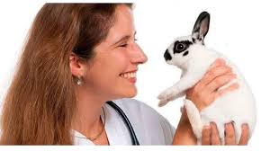 Conejos Mascotas Mini Rex ALISS