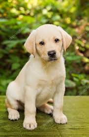 Yellow lab puppy in the yard Stock Photo by ©anatema 10214119