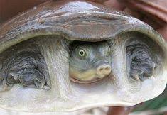 Character information the evil turtle is a minor character in the amazing world of gumball. 8 Soft Shell Turtle Ideas Turtle Turtle Love Reptiles And Amphibians