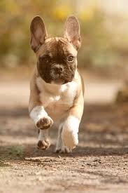 Happy Feet By Marion Schoening 500px Bulldog French Bulldog Cute Animals