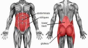 Muscles of the body front/back. Dish The Core Strengthening Exercise That Will Change Everything The Acro Studio