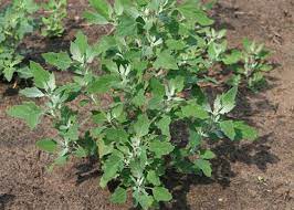 Common Lambsquarters | USU