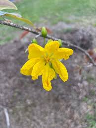 Image result for Ochna cyanophylla