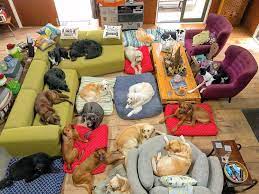 Puppy Training Dog Daycare Grooming Dog Daycare Dog Daycare Business Puppy Training
