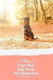 Top 6 Best Dog Foods For Rottweiler Best Dog Food Dogs Rottweiler