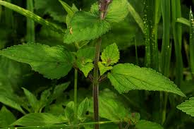 Image result for Equilabium masukense