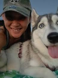 Husky rehoming in Las Vegas, Nevada