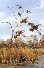 Belas Fotos De Aves Hunting Art Waterfowl Art Wildlife Paintings