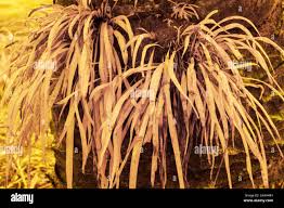 Image result for Vittaria elongata