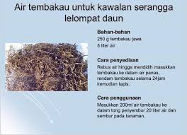 Cara mudah buat racun serangga organik guna cili dan bawang putih. Cara Buat Racun Serangga Organik Daripada Air Tembakau Untuk Hapuskan Perosak Tanaman My Info Berita