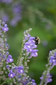 Image result for Scutellaria