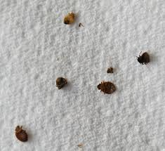 Image result for bed bugs