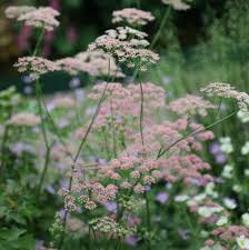 Image result for Pimpinella buchananii
