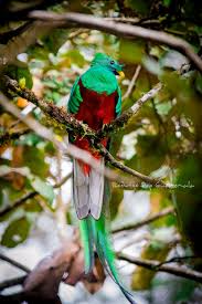 Ver más ideas sobre ave nacional de guatemala, el quetzal, ave quetzal. 05 De Septiembre Dia Del Quetzal Ave Nacional Conap
