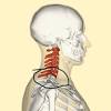 15 bones of the shoulder scapula bone the scapula is commonly known as the shoulder blade. 1